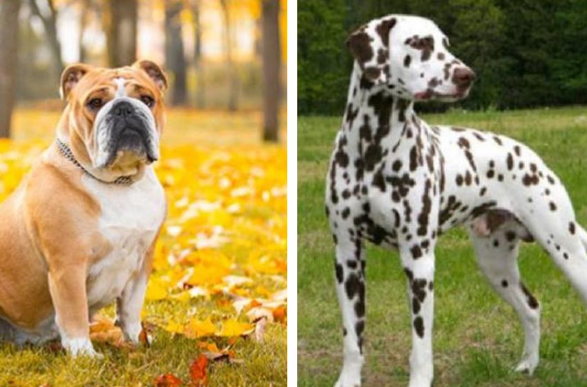  What will a puppy look like when mom is a bulldog and dad is a Dalmatian?