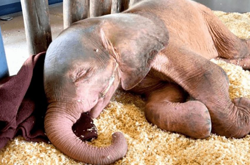  Albino Baby Elephant Trapped for Days Is So Happy It’s Finally Safe