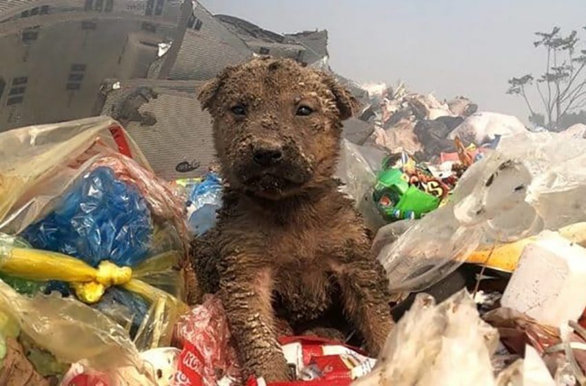  Abandoned in the garage, the poor puppy was spotted and rescued