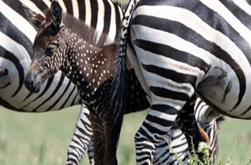  Zebra cub was born with dots instead of stripes — for the first time in history