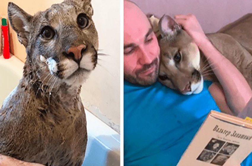  A rescued cougar cannot be released into the wild, so she lives like a spoiled house cat