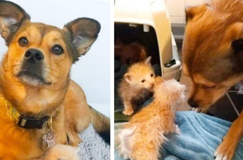  Dog couldn’t get past abandoned kittens and now he’s their «adoptive dad»