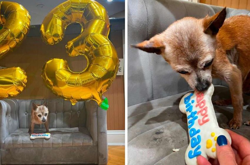  The oldest dog in the rescue service is so surprised that she threw a party on the occasion of her 23rd birthday