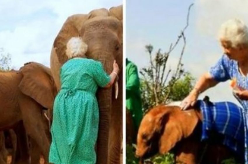  Elephants who lost their parents to the ivory trade run to hug the angel who raised them