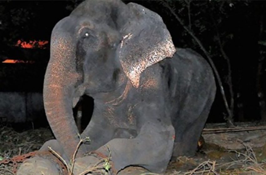  Elephant Raju cries after being rescued from 50 years of suffering in chains