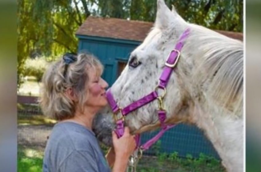  Blind senior horse needs to be euthanized and doesn’t understand why