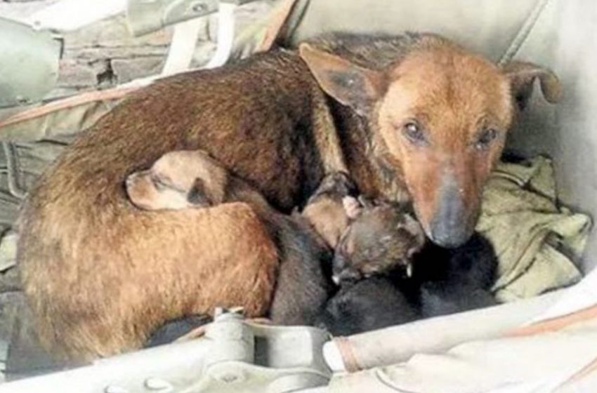  A woman heard a cry and found a newborn human baby with homeless puppies