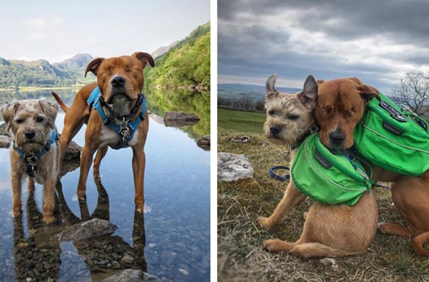  A blind dog and his best friend, a guide dog that never leaves his side