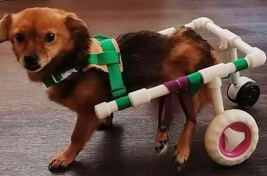  Schoolgirl makes wheelchairs for animals and sends them to everyone for free