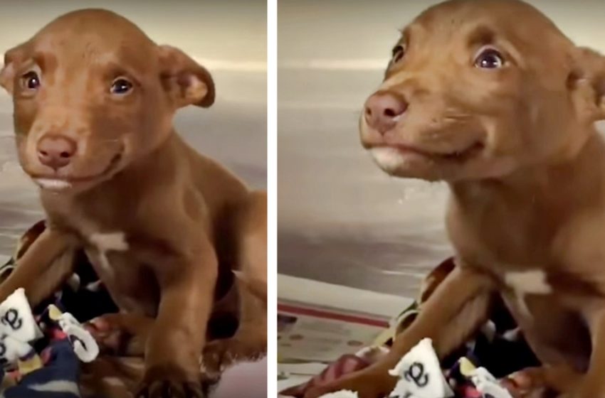  A woman «childishly talks» to a frightened puppy and receives a token of gratitude in return