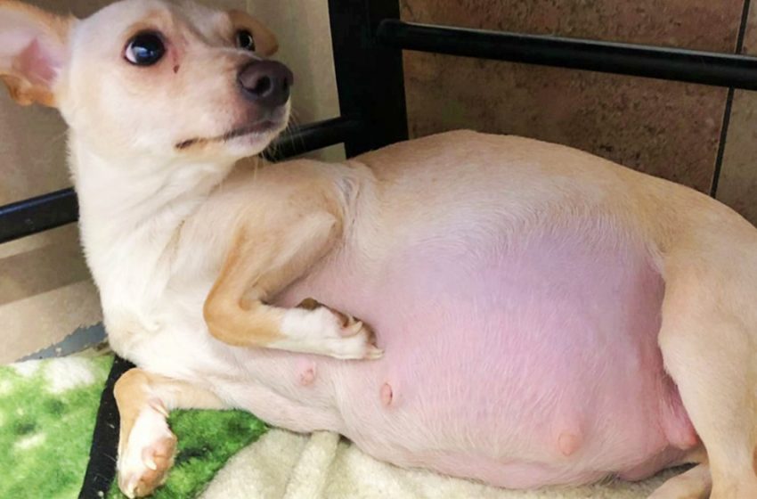  Foster Mom Was Worried About Chihuahua’s Big Belly and Woke Up to ‘Record Gift’