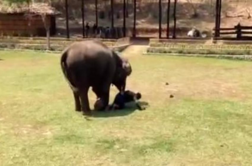  An elephant witnesses an «attack» on its guardian and rushes to the rescue