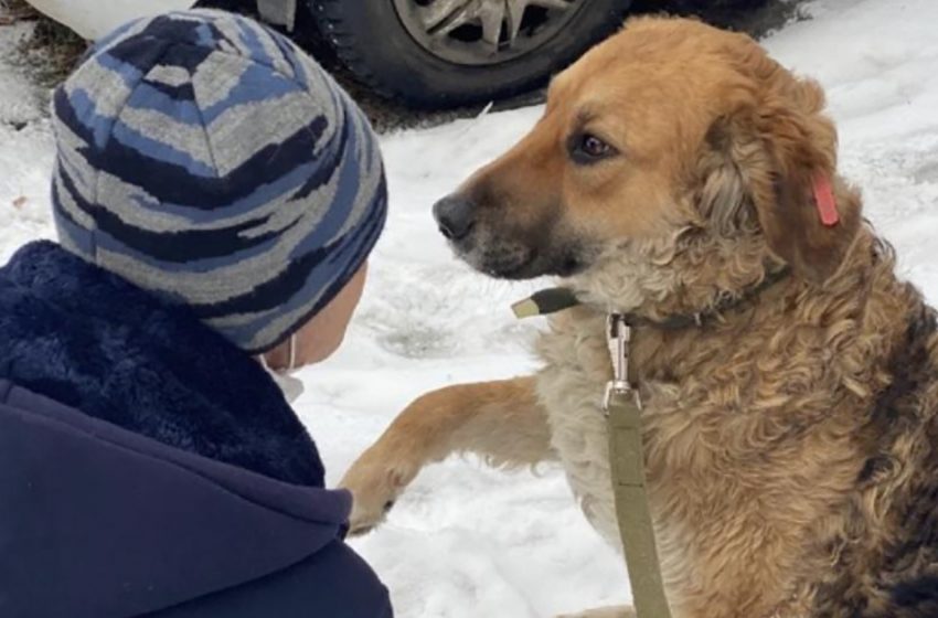  Poor homeless dog who lived at the garbage dump gives people a paw hoping for their help