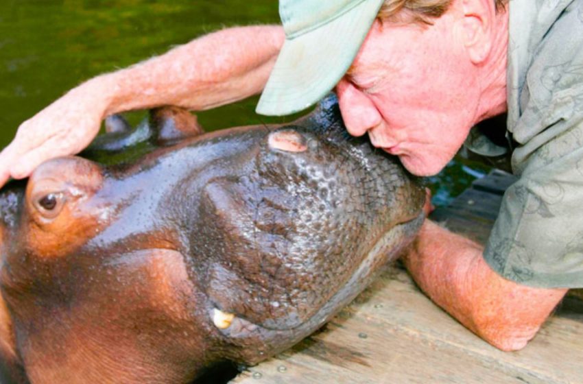  18 years ago, a man saved a hippopotamus, and she still remembers his kindness and thanks the man