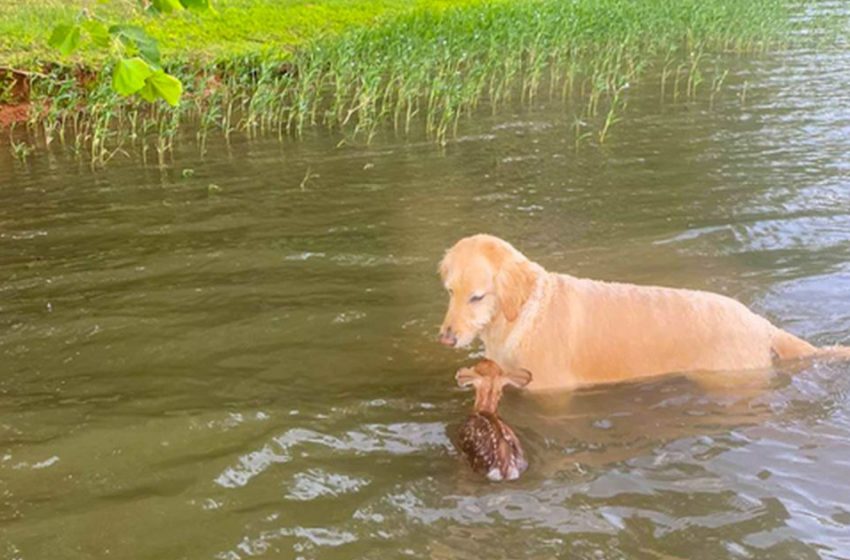  Runaway dog saves baby deer and befriends him