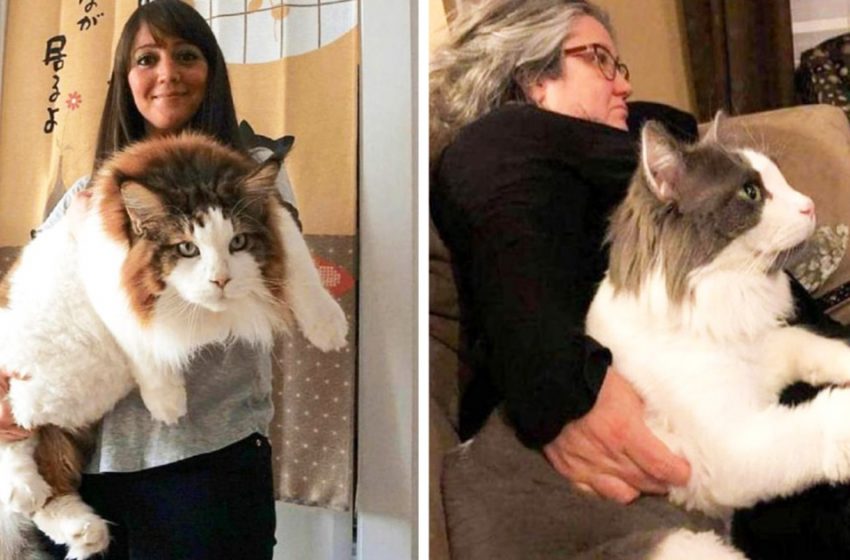  Photos of domestic giant cats, with whom sometimes it becomes uncomfortable