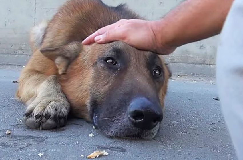  The man approached the hungry and emaciated dog and when he put his hand on her head, the dog began to cry