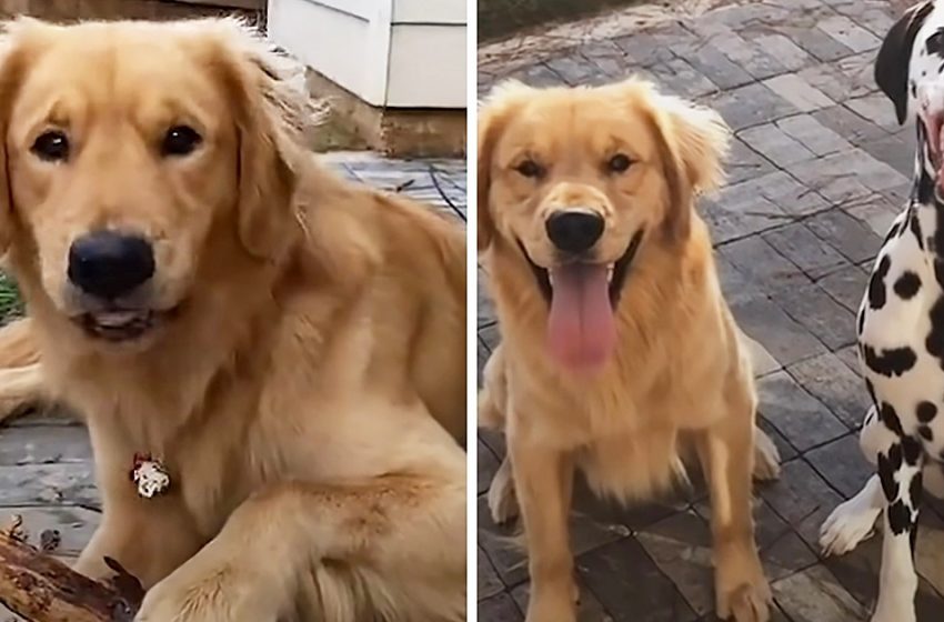  The dog who was jealous of his new companion now is his best friend