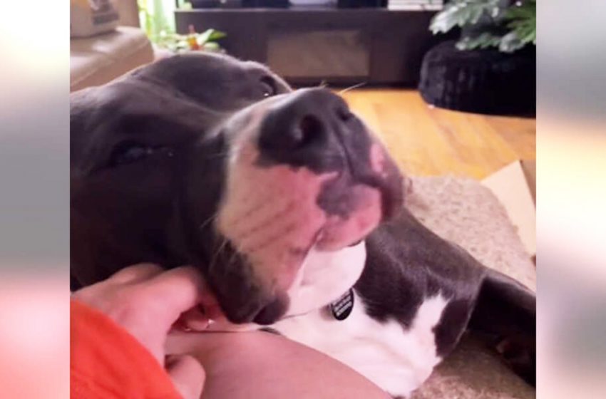  The amazing thing happened: The dog began to purr like a cat