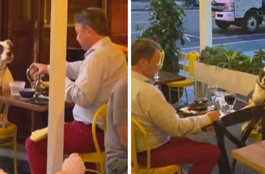  The man had the sweetest dinner with his dog