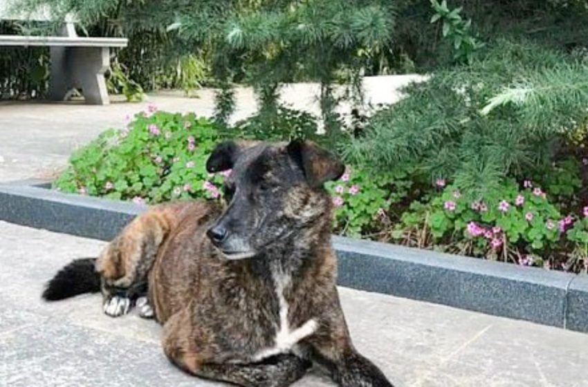  The most faithful friend: abandoned dog has been waiting for his owner near an apartment building for three years