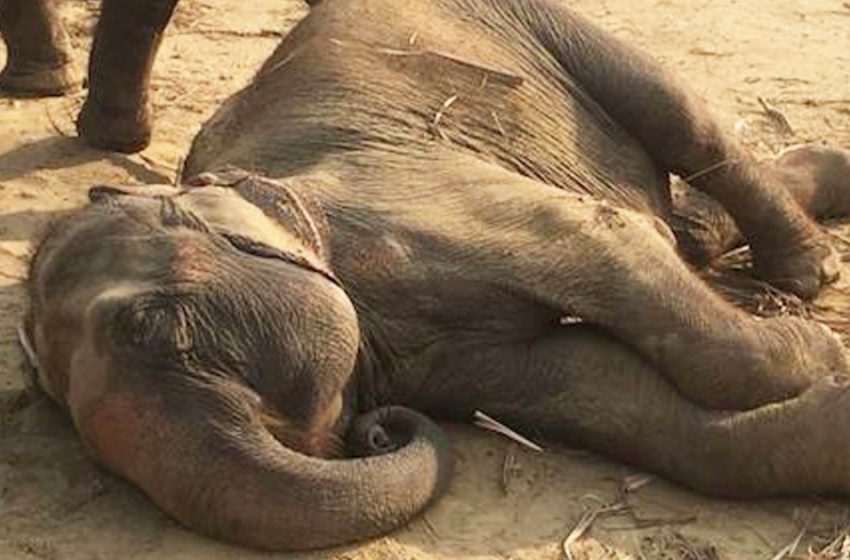  50 years later the two elephants enjoyed to be free from the chains