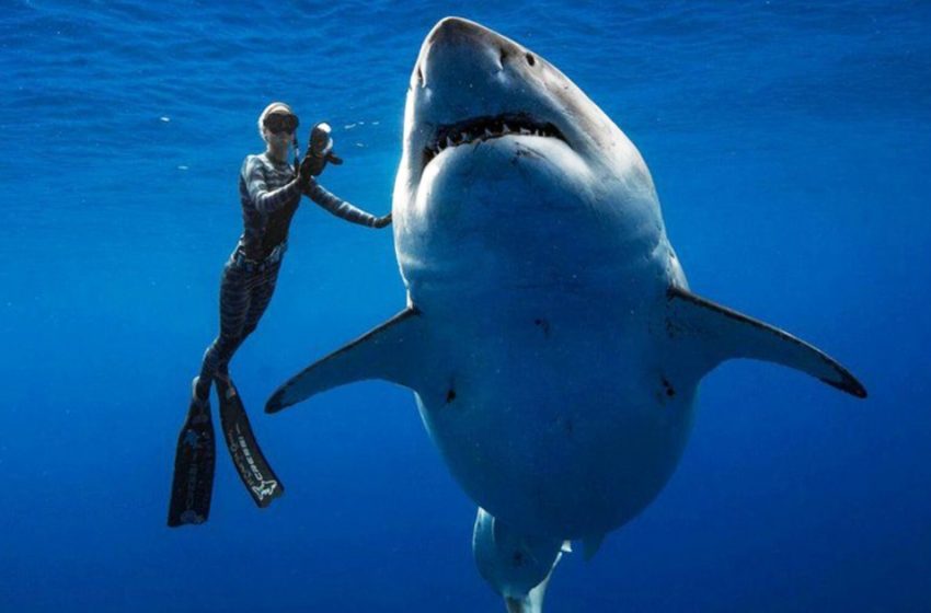  A rare scene: the diver was swimming with the giantest shark ever