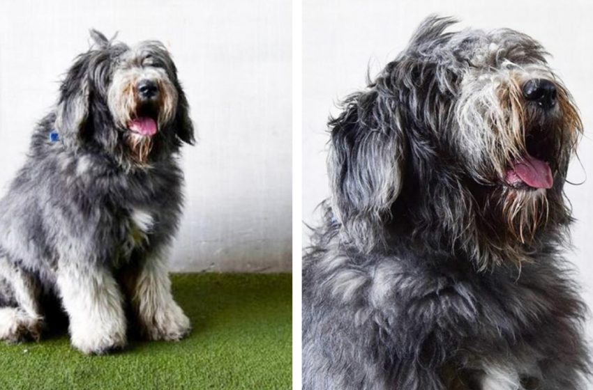  Almost 2 kilograms of wool was sheared from this dog. Now it’s just unrecognizable, such a cutie