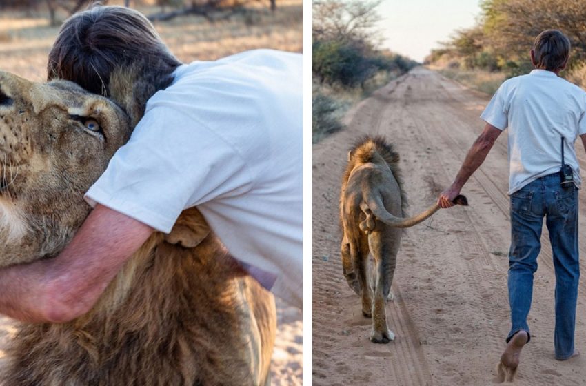  Over a decade of friendship and love between a lion and the man who saved his life