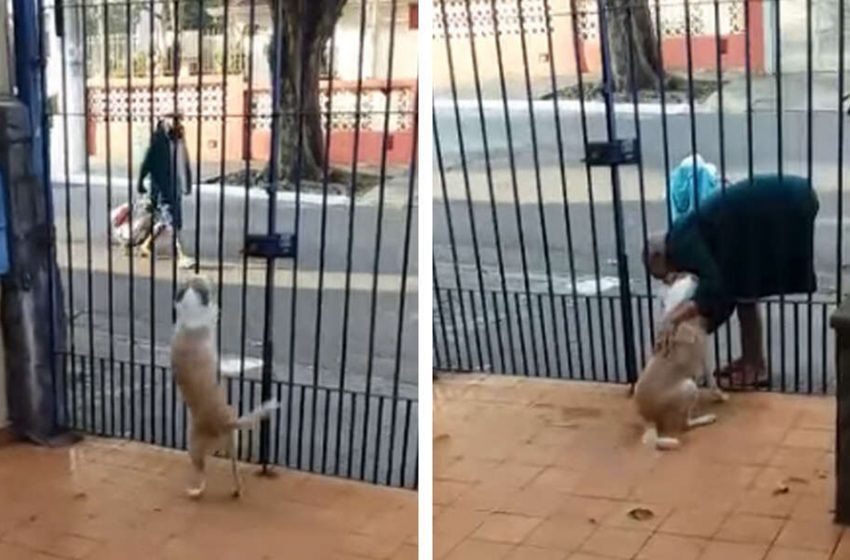  The dog and his best friend share the most adorable visits every day