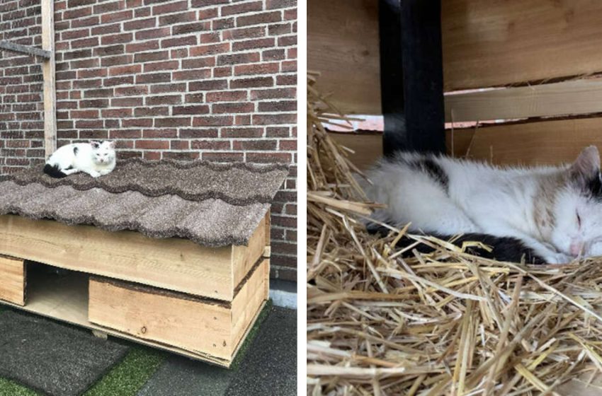  The caring family did everything to save the stray cat