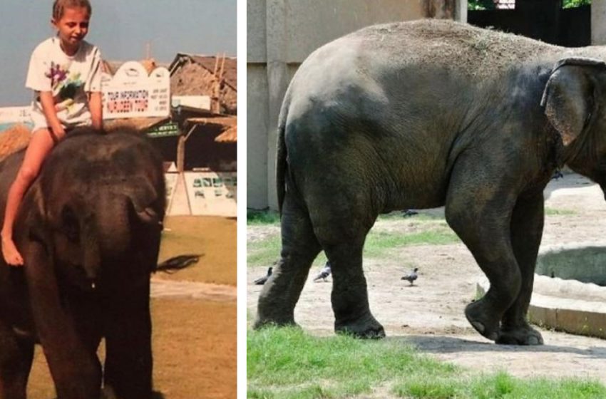  16 years ago, a baby elephant saved a girl from a tsunami. Most recently, he was thanked