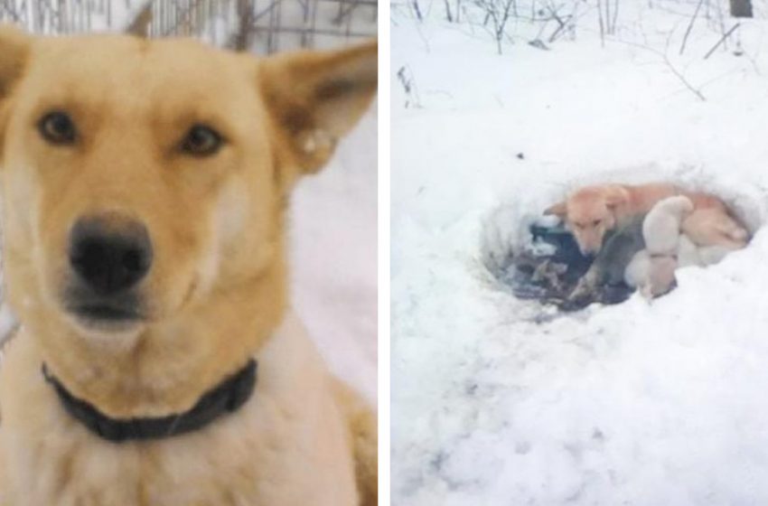  The dog lived in the snow with her puppies, but despite the cold, the mother did not abandon them