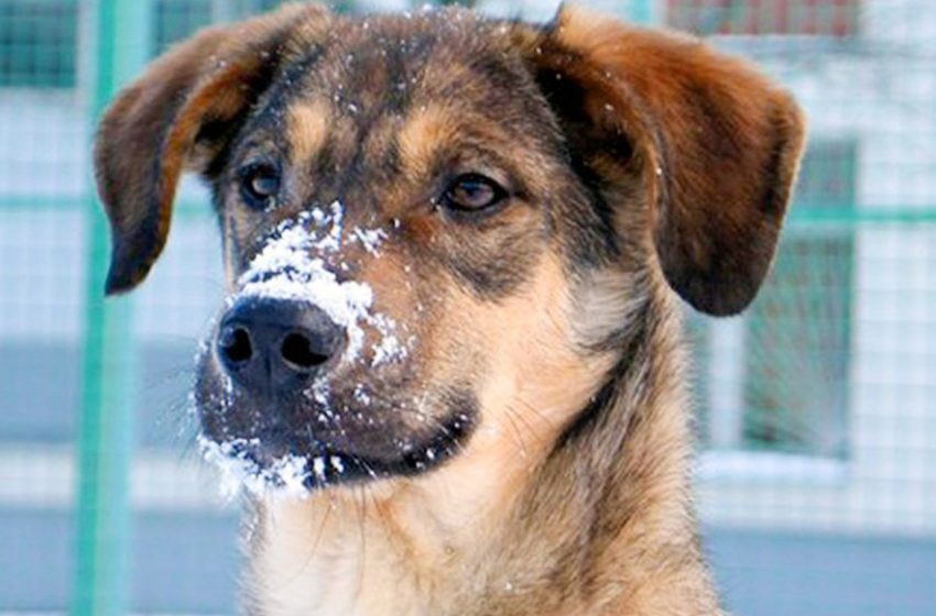  A true friend of man: a yard dog warmed a baby abandoned in the cold for two days