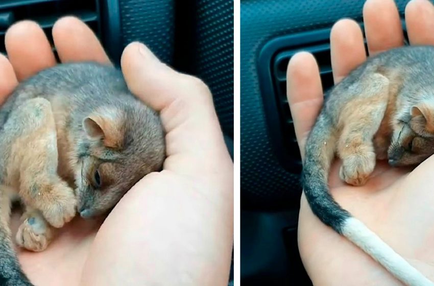  A man saved a freezing tiny animal: a touching sight