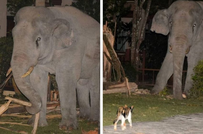  In Thailand, an elephant broke into a man’s yard, but was rebuffed there. The guard he met turned out to be extremely stern and fluffy