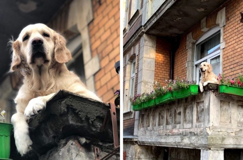  The cute dog just sat on the balcony and became the main attraction of Gdansk. He was rated even higher than the Louvre