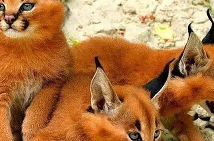  Caracal cats are one of the most wonderful creatures in the world