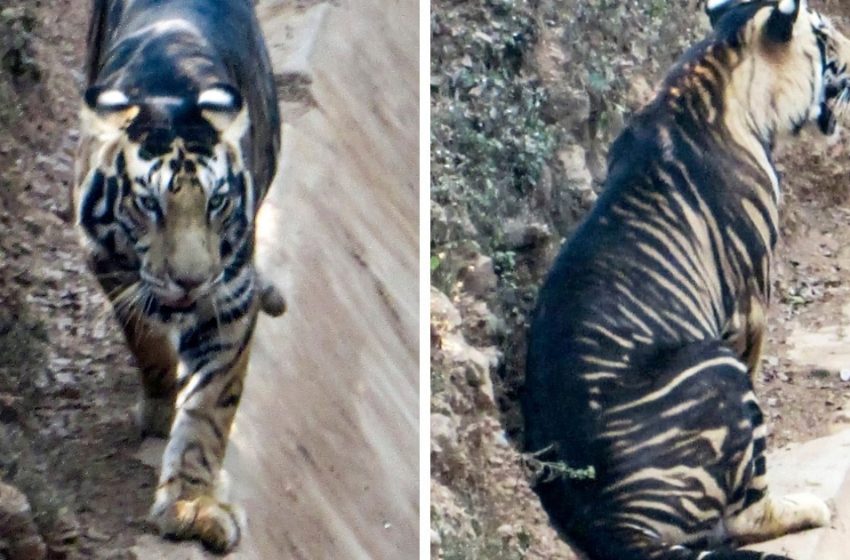  In India, the photographer managed to capture one of the 6-7 rare tigers. And this beast is almost black!