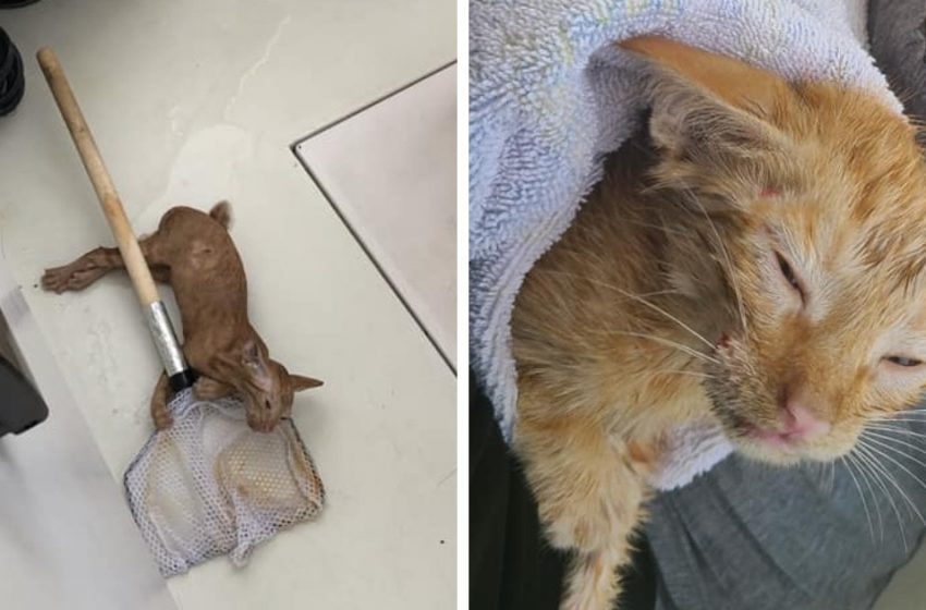  The family went fishing in the strait, but instead of fish they got an unexpected catch — a cat