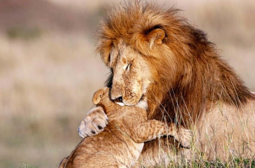  The amazing lion hugs the cub as in the Disney cartoon