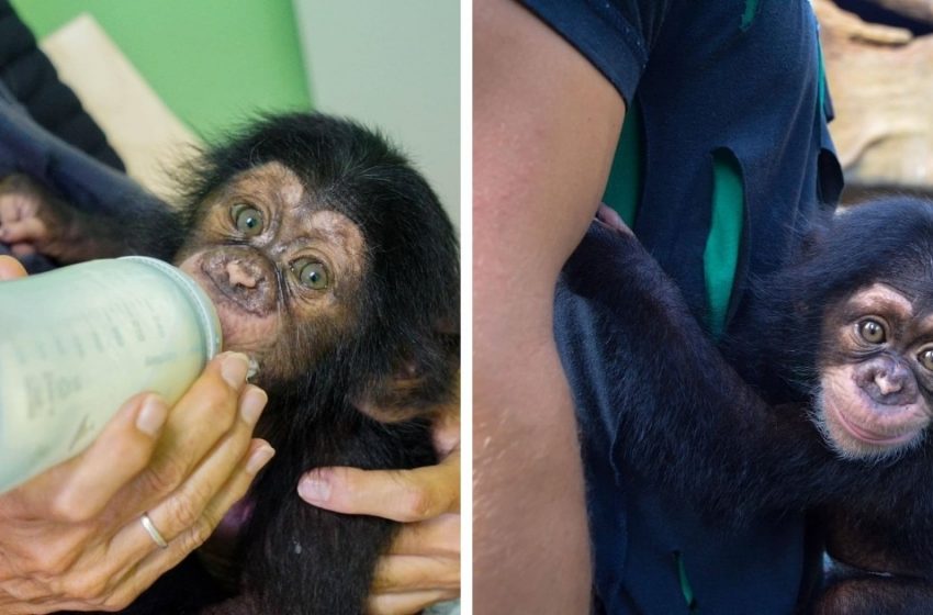  The baby chimpanzee was left without a mother, and the zoo staff gave him a toy for a while. Their photo touches anyone!