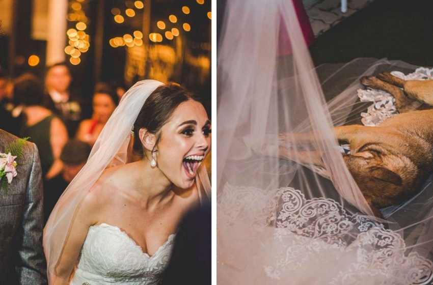  The reaction of the couple was adorable towards a dog who crashed their weeding