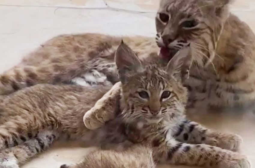  The woman captured a bobcat family resting on her porch