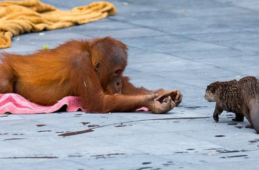  Friendship of families: in the Belgian zoo, a family of orangutans made friends with a family of otters