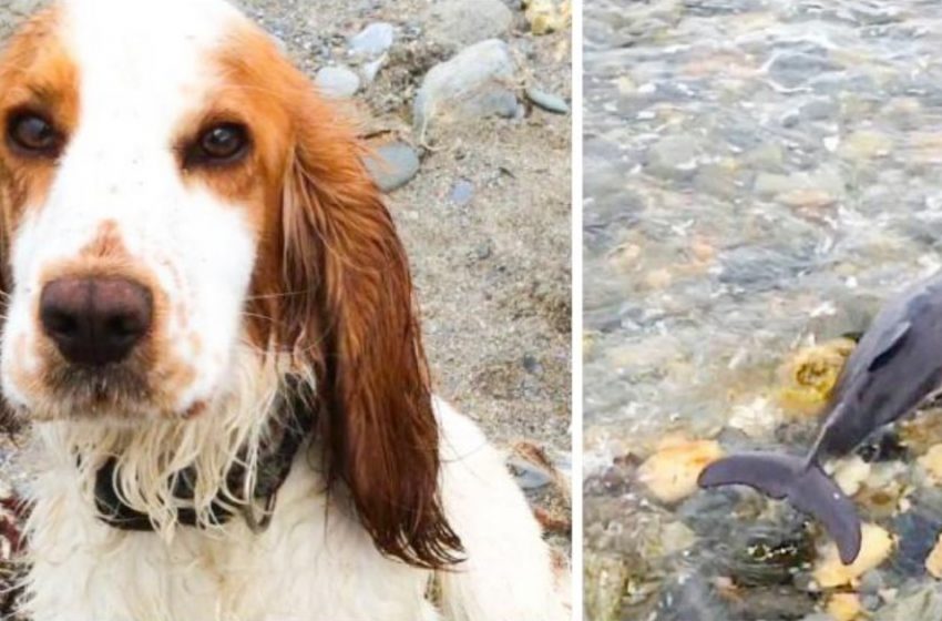  Dog helped rescue baby dolphin stranded on shore