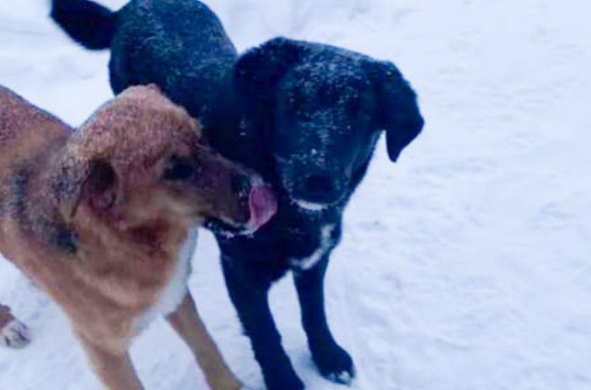  For several months, a homeless dog took care of the pet and helped him survive on the street