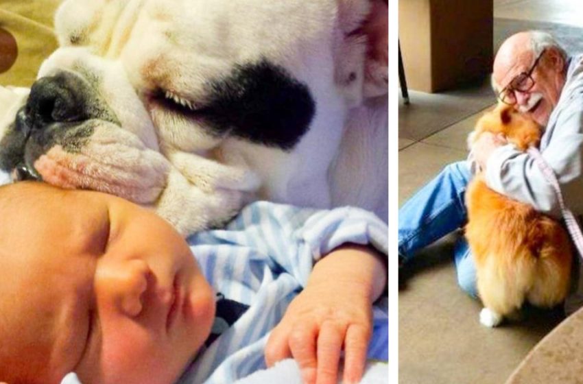  15 photos which prove that animal love is unconditional