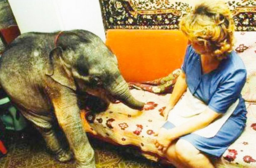  Baby elephant in an apartment in Odesaa — you have never seen anything like it!