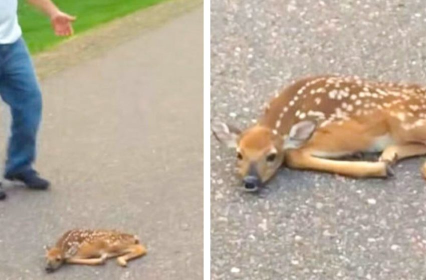  The man noticed a deer lying on the road and he and his friend launched a real rescue operation